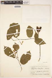 Image result for Glyphaea