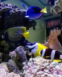 Manfish seringkali mudah dikenali karena mereka berhasil mendapat tempat di hati hampir semua pecinta saltwater aquarium alias ikan hias laut. Sedayu Aquatic Akuarium Ikan Hias Air Laut Home Facebook