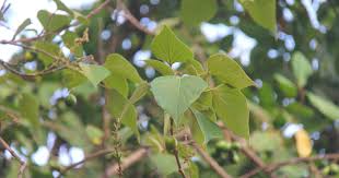 Kasmari, kasmarya, pitakarohini, sriparni, bhadraparni assamese : Characteristics Of Gmelina Tree Gmelina Arborea In The Wild Names Of Trees