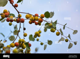 Image result for Ziziphus mauritiana