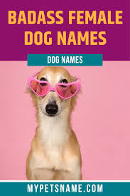 Choose from famous dog names from movies, books, comic books, cartoons, pop culture, internet fame, history, and the real world. Badass Female Dog Names Female Dog Names Dog Names Famous Dogs