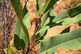 Image result for Dichapetalum deflexum