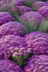 Pin De Sandie Pichot Em Jardin Flor De Jardinagem Flores Bonitas Belos Jardins