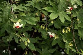 Image result for Triplochiton