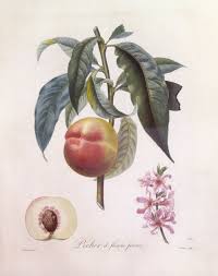 Image result for Prunus persica