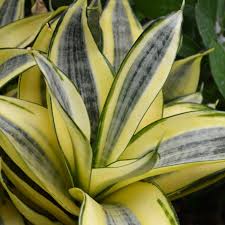 Image result for Sansevieria trifasciata