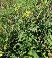 Image result for Erucastrum arabicum