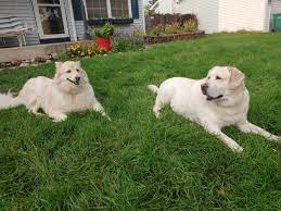 Check spelling or type a new query. Natural And Organic Lawn Care Services Pure Prairie Organics