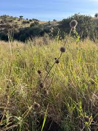 Image result for Leucas deflexa