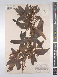 Image result for Searsia leptodictya