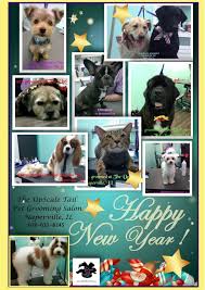 The Upscale Tail Pet Grooming Salon Naperville Il Wwwtheupscaletail Com Cpr First Aid Certified Award Winnin Pet Grooming Salon Pet Grooming Pet Groomers