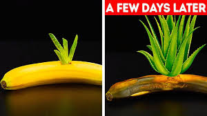 27 Gardening Hacks You Ll Want To Know Youtube Gardening Tips Plant Hacks Diy Garden