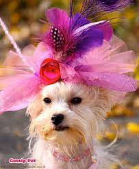 Dog Hat Puppy Hat Kentucky Derby Hat Feather Fascinator Feather Hat Dog Hat Puppy Hats
