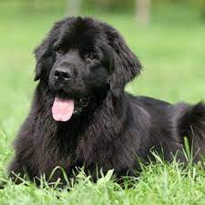 Choose a puppy from a reputable, accredited breeder and avoid the puppy farmers. Niu Today Stressed By Final Exams Pet Two Newfoundland Dogs Monday Large Dog Breeds Newfoundland Puppies Dog Friends