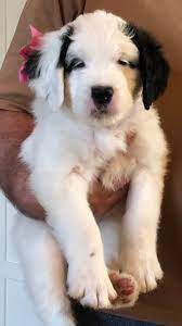 Maybe you would like to learn more about one of these? Mini Saint Berdoodle Puppies Crockett Doodles