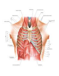 A muscle of the anterior thigh originating on the linea aspera and the greater trochanter of the femur and inserted in the tibial tuberosity by way of the patellar ligament. Respiratory Muscles Photograph By Asklepios Medical Atlas