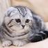 Munchkin kittens for sale near me - Scottish fold for sale