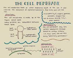 Georgistudies Scanned My Latest Notes On The Cell Membrane They Re Actually On Yellow Construction Paper But Science Notes Teaching Biology Biology College