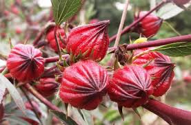 Fresh flower delivery to philippines at affordable prices. Roselle Agriculture Monthly