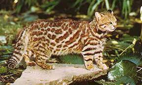 Their long hair makes them appear larger than they really are. Pampas Cat Animal Of The World Wiki Fandom