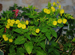 2 and 4 o'clock form a house, and so far away is the sky along with the army bombs that are part of the same sky. Four O Clock Flowers Living In Italy