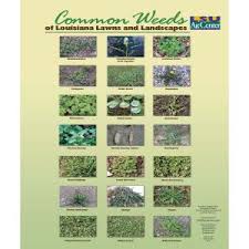 Common Weeds Of Louisiana Lawns And Landscapes