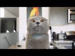 Zach King X Aaron S Animals Cool Cat Sitter Youtube Kattenliefhebbers