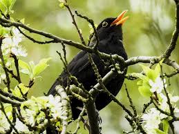 Перевод песни blackbird — рейтинг: Blackbird Singing In The Dead Of Night Outside My Window