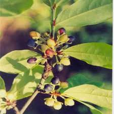 Image result for Aneulophus africanus