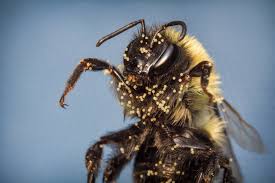 Updated daily, for more funny memes check our homepage. Killer Bees The Facts You Need To Know About Control