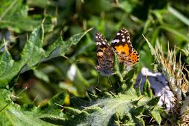 Image result for Berkheya bipinnatifida