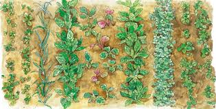 Beim blick ins internet kann man das glauben. Herbstgemuse Aussaen Wichtige Tipps Mein Schoner Garten