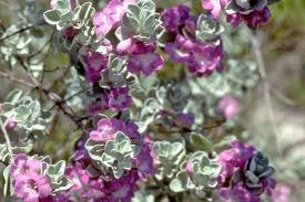 Desert horizon residential care has 6 beds. Green Cloud Sage Desert Horizon Nursery