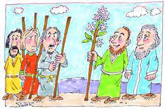 Verbascum species, aaron's rod, adam's flannel, common mullein, great mullein (verbascum thapsus) by nozza. Moses Aaron S Rod