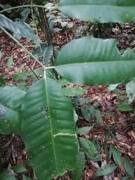 Image result for Picralima nitida