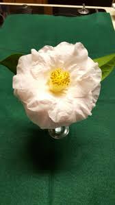 Moonlight Bay Camellia Japonica Camellia Moonlight