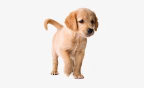 Our #1 goal is connecting buyers and breeders for the best possible puppy buying experience. Golden Retriever Short Hair Puppies Transparent Png 558x440 Free Download On Nicepng