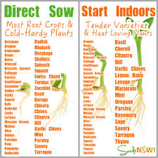 How Do I Know Which Seeds To Direct Sow And Which To Seeds