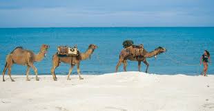 Hi folks sparky wants a date. From Alice Spring To Shark Bay A Camel Odyssey Australian Geographic