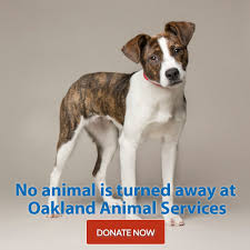 Puppy board and train bay area. Dog Training Classes And Trainers