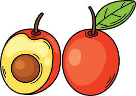 Image result for Ximenia