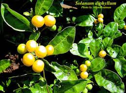 Image result for Solanum sp.no.2