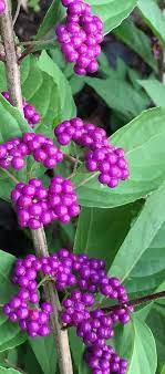 A Must Have In The Garden Callicarpa Beautyberry Bush Garden Matter Plants Garden Shrubs Planting Flowers