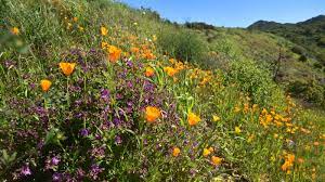 Prairie smoke, mariposa lily, and hooker's balsamroot. Super Bloom 2019 Where To See The Wildflowers In La Ventura County