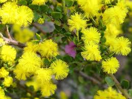 Image result for Bussea xylocarpa