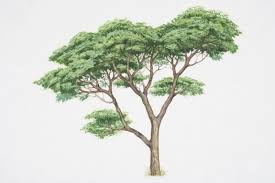 Image result for Acacia sieberiana