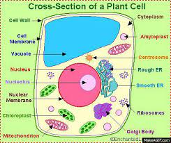 If you hear or think otherwise, it's false information. Plant Cell On Make A Gif