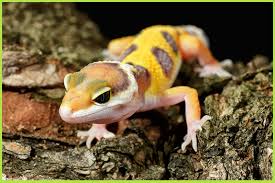 Mealworms are a classic worm for the leopard geckos. Feeding Tips For Geckos Mack S Natural Reptile Food