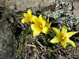 Image result for Romulea camerooniana