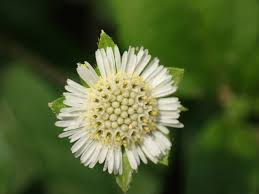 Image result for Eclipta